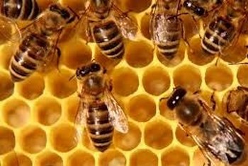 350 abeille communication dialogue animal intuitif sain shiatsu animalier source nature gite